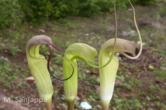 Arisaema tortuosum var. neglectum